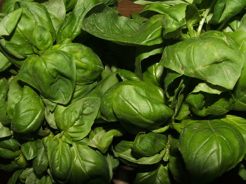 Fresh basil is a wonderful fresh herb that is easy to grow indoors, in pot and in home gardens