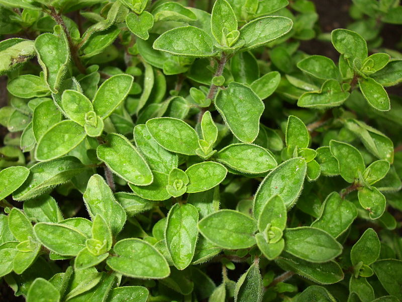 Oregano is a delightful fresh herb that has versatile uses.