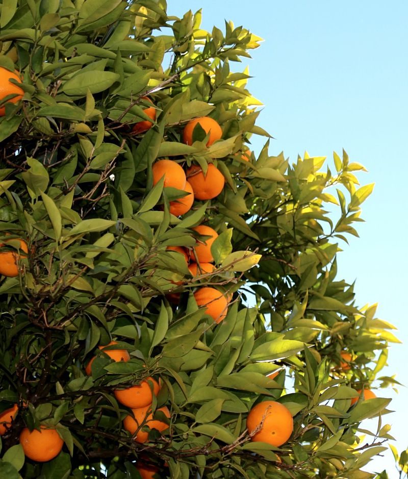 Orange trees are easy to grow in the home garden.