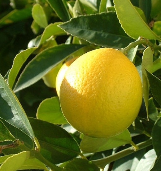 Lemon trees provide a ready source of fresh lemons during the summer months