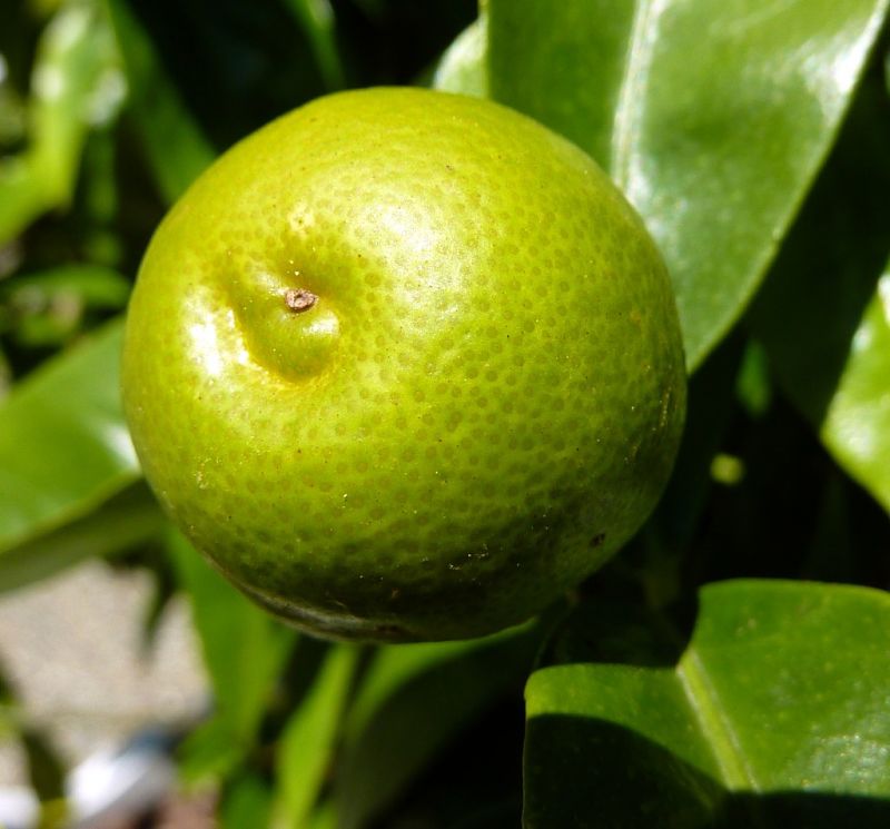 Limes are very versatile for juice and cooking, and their leaves can be used to add vest to Thai food