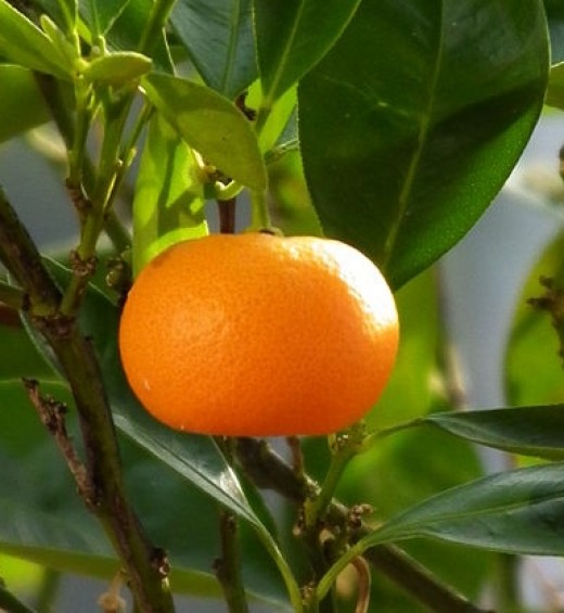 Home grown oranges are a delight for juice and cooking and as fresh fruit