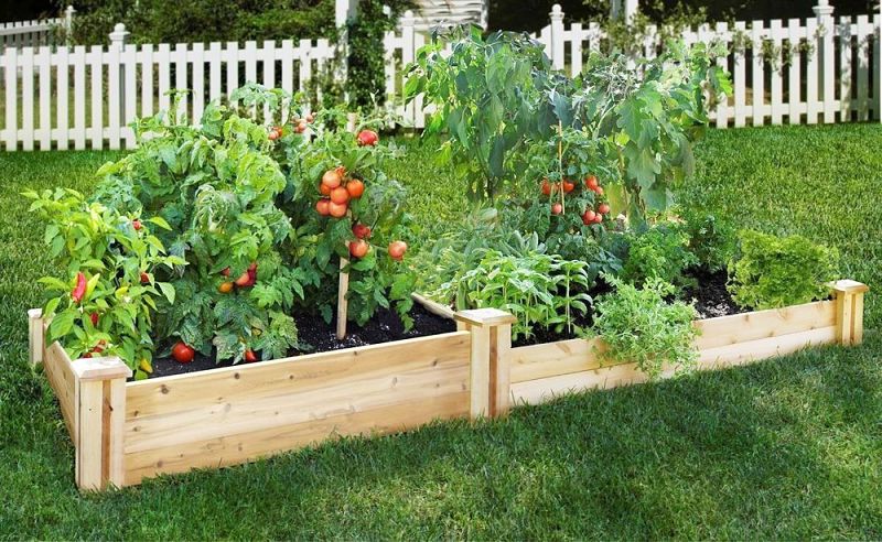 Raised beds make it easy to establish and maintain your fast growing vegetable garden
