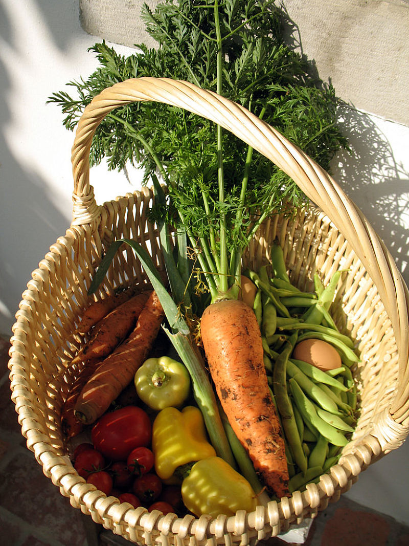 It is a delight to harvest your own vegetables grown in your own garden