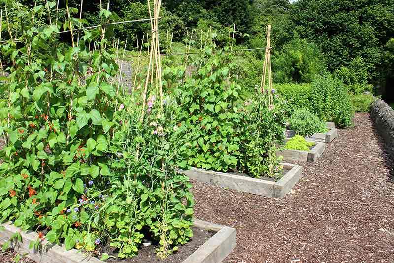 Beans and peas grow very well on stakes and frames and can be continuously harvested for quick yields