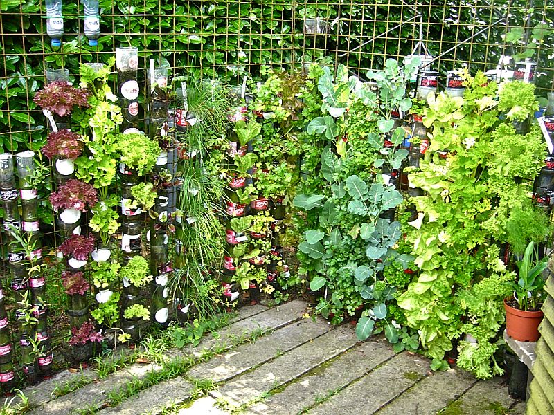 Vertical gardens allow maximum yields from a small space