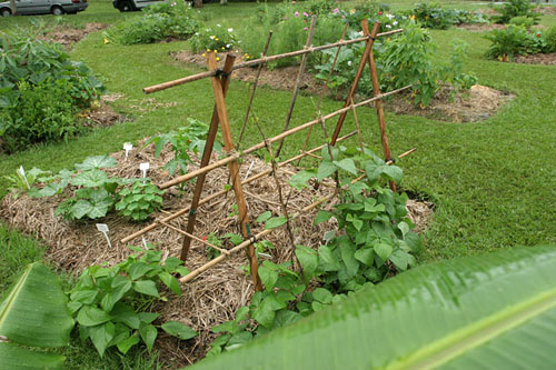 Most vegetables grown in no dig gardens need support in the form of stakes and frames