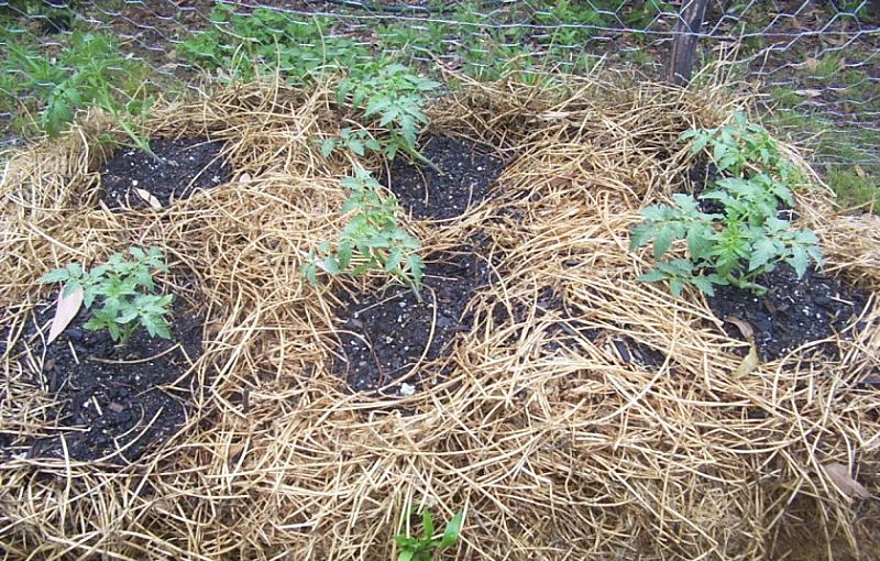 Beans grow very well in no dig gardens if planted as seedlings. The large seeds can also be planted directly into straw bales