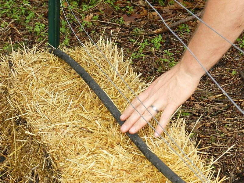 Planting Seedlings into Straw Bales Tip 3
