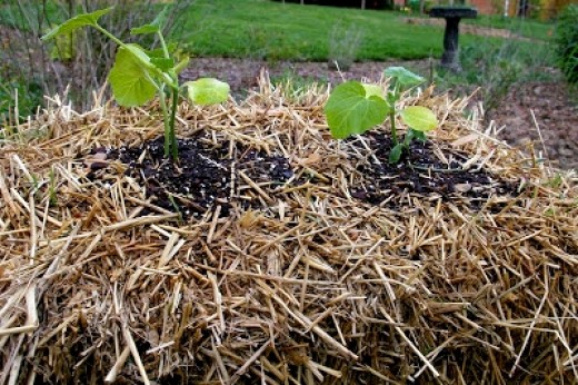 Planting Seedlings into Straw Bales Tip 4