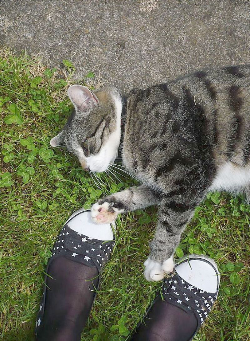 Cats enjoy it when their owners work in the garden. They mind the shoes!