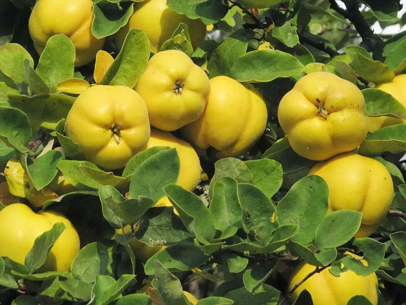 Quinces, especially the modern grafted varieties are easy to grow in home gardens as well as in large pots and tubs. Learn more here.