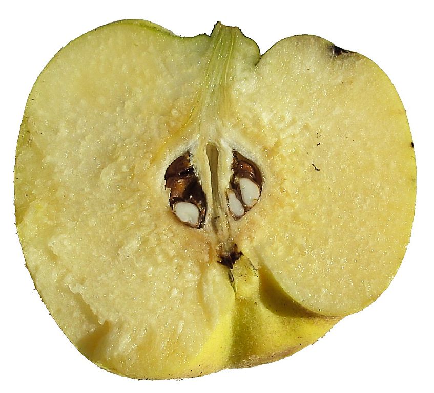 Quinces resemble apples and are closely related to them, but are not eaten raw. Learn how to cook and prepare quinces.