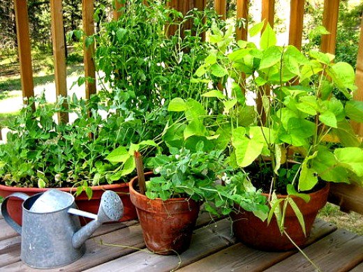 Most vegetables grown in pots need support in the form of stakes and frames