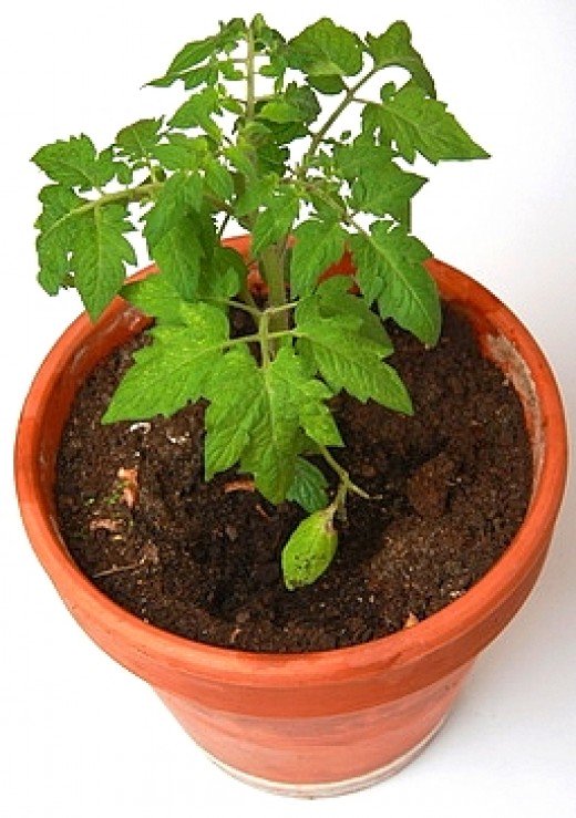 Tomatoes are great grown in pots. They need support from stakes and frames