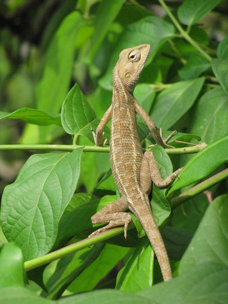 Lizards flourish in home gardens that are designed for them.