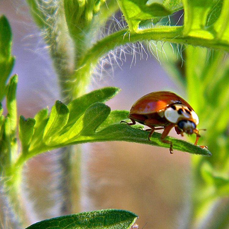 Ragweed is one of the worst weeds for allergies