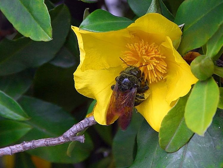 Even beautiful flowers can cause allergies