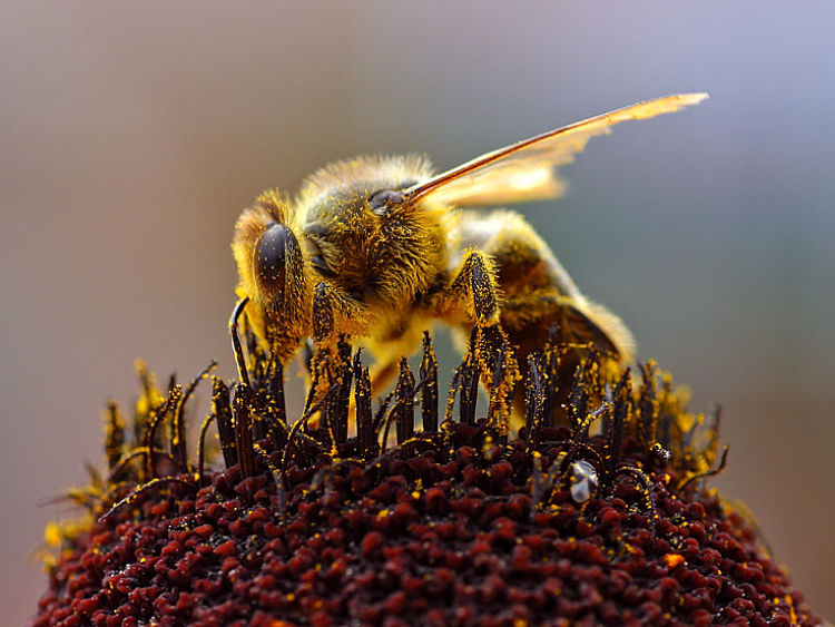 Many allergies in the garden caused by pollen can be controlled with some simple tips and advice. Learn how here