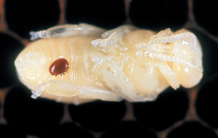 Varroa mite on a bee pupa. This mite has been a major cause of the decline in bee numbers throughout the world.