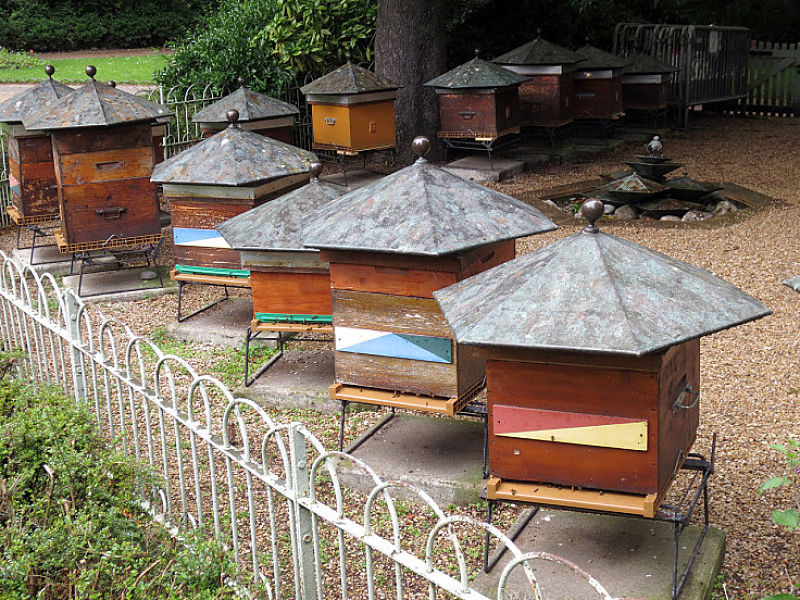 There are probably many bee hives in your local area. Help the bees to do their important job of pollinating plants by planting an bee friendly garden.