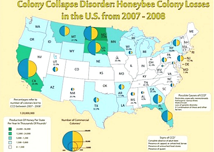 Colony Collapse Disorder has devastated bee hives throughout the world