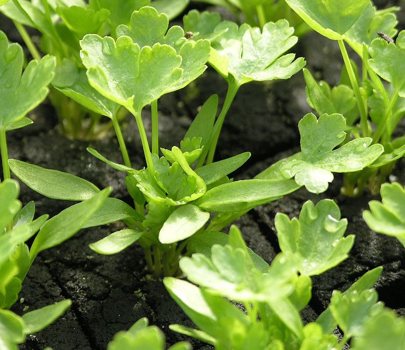 Flat leaf parsley is amongst the most nutritious of all fresh herbs