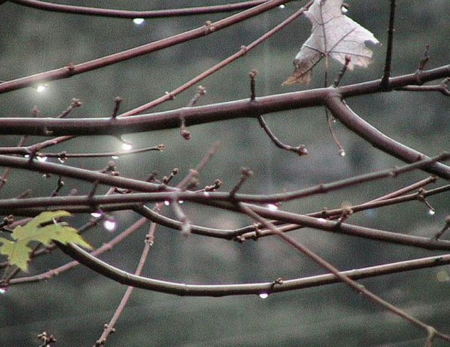 Branch angles appear to be different for different species