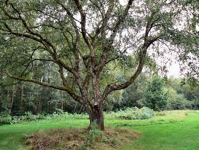 Branch angles are a very important part of the design of the tree and how it functions.