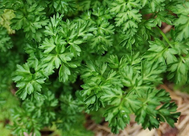 Chervil closely resembles parsley but has amore delicate and refined flavor with a hint of aniseed