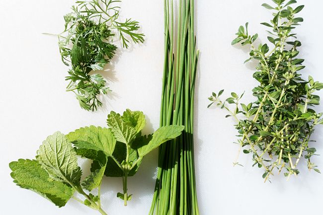 A sprig of Chervil compared with other common herbs: Lemon Balm, Chives and Thyme