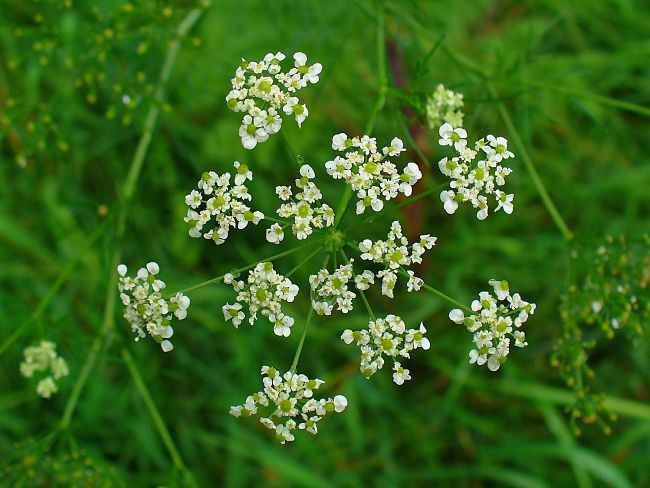 Chervil flowers can be used to dress a dish when it is served. But plants that flower lose their flavor