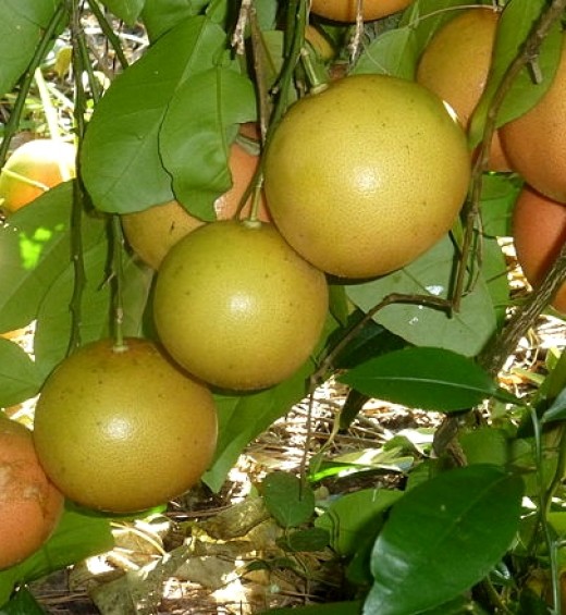 Grapefruit grown in your own garden are delightful