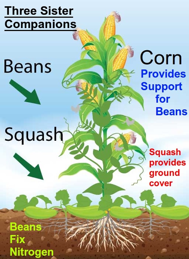 The 'three sisters' approach for companion planting - corn, squash and climbing bean