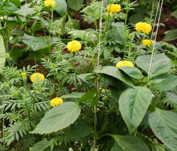 Many flowers and herbs repell insect pests when planted as companions for vegetables
