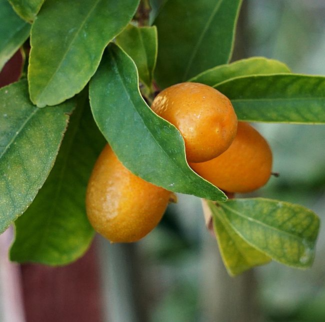 Kumquats are easy to grow and very prolific when growth using this guide and best ever tips
