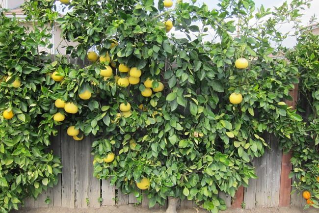 Espalier can be used for a wide variety of fruit trees including citrus