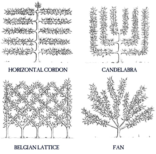 Some of the basic shapes for Espalier