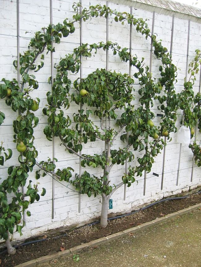 Circular Espalier design against a wall