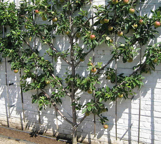 Fan shaped Espalier design for an apple tree