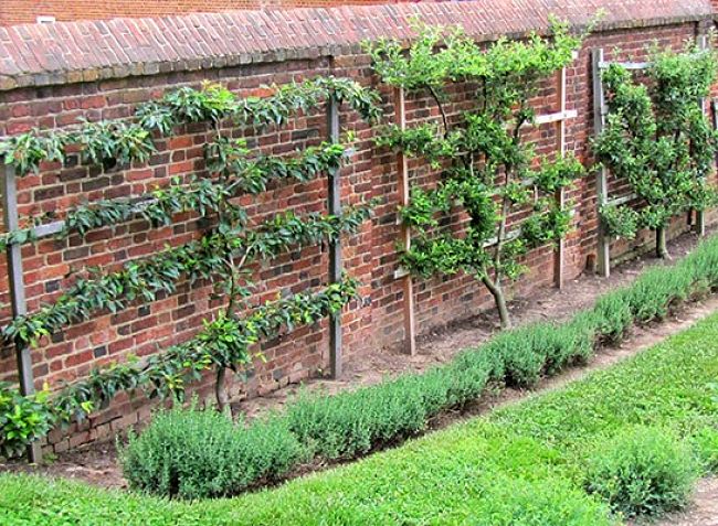 Making maxium use of a wall using Espalier