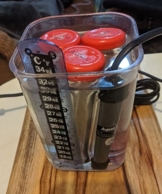 Seeds are germinated on 'roll-ups' of paper towel, inside tiny glass jars immersed in water heated with an aquarium heater with thermostat control