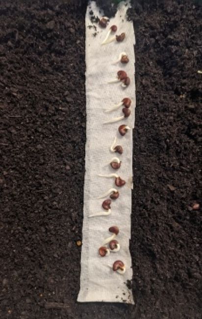 The paper towels can be cut into strips or seed tapes. Plant the sprouted seeds just below the surface of the soil at 45-60 degrees so that the roots do not have to penetrate the paper. More developed seeds will be bound to the paper.