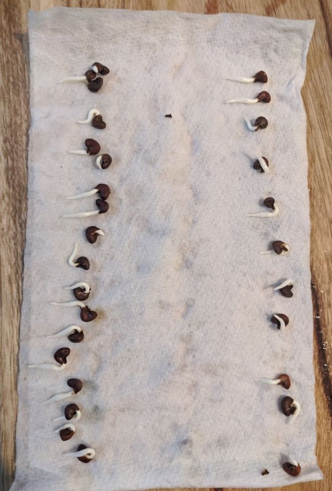 Once the seeds have sprouted to the required stage the paper towel can be unwrapped. Notice that all the roots face in the same direction.