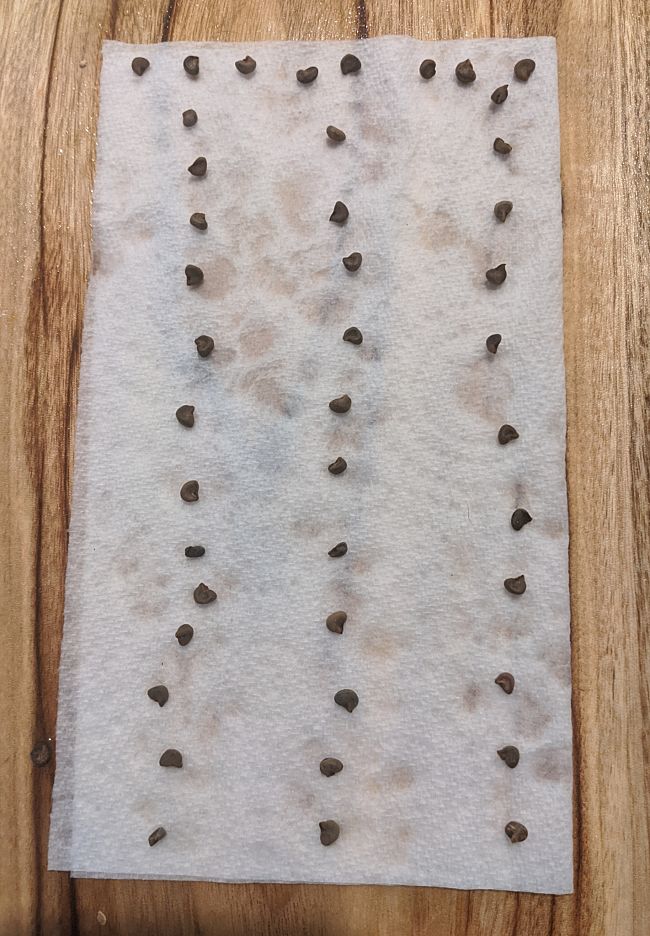 Wet the towel using a spray and then add the seed in 2-3 rows so that you can cut out 'seed-tapes' after the seeds germinate. When stored vertically all the roots will grow downwards in the same direction