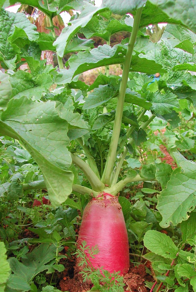 Radishes grow very quickly and can be harvested after 20-25 days