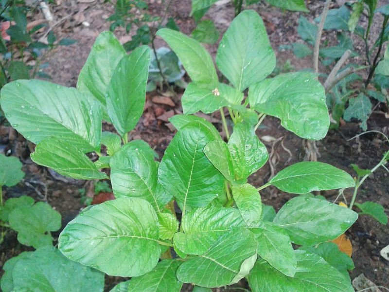 Baby spinach leaves can be harvested very early when the leaves are small