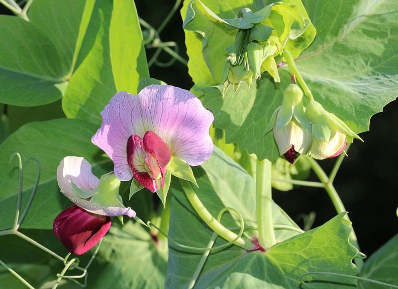The pods of Snow and Snap peas are eaten before the peas develop, providing early harvest
