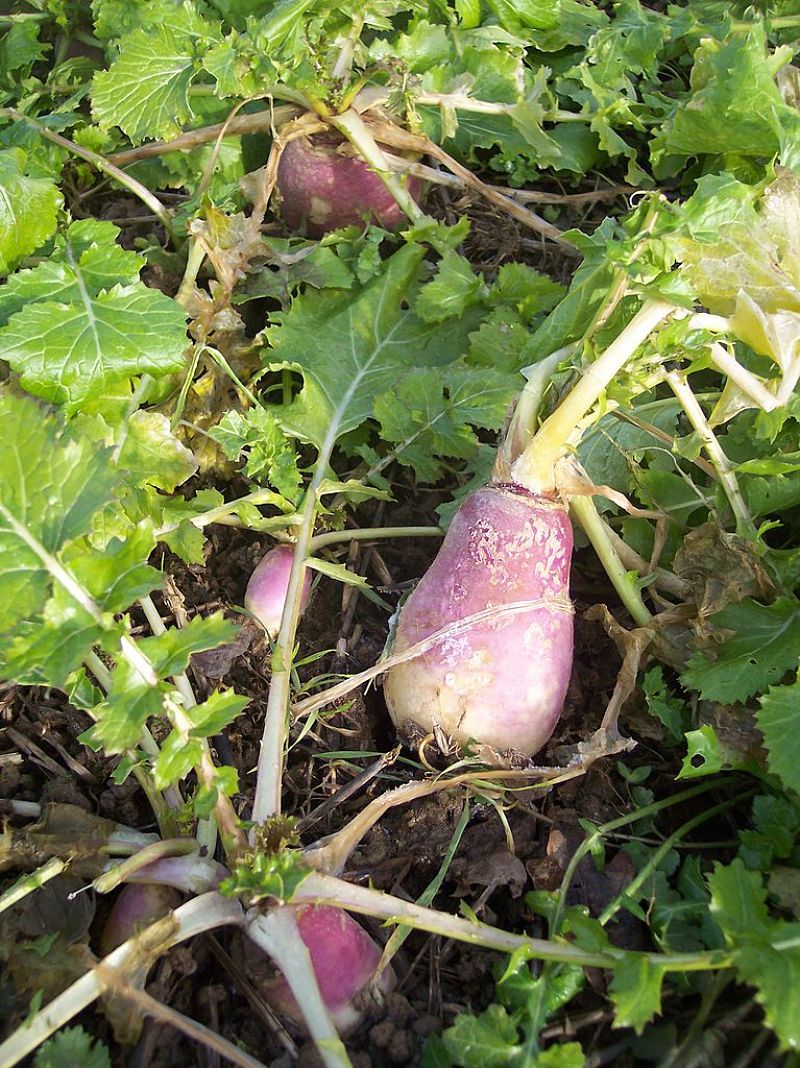 Turnips and Beets are slow growing but the tops can be harvested well before the roots or bulbs are mature
