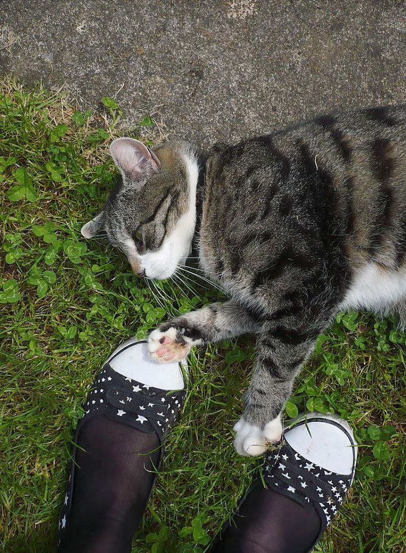 Cats enjoy it when their owners work in the garden. They mind the shoes!